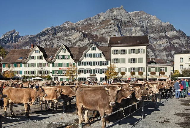 Rassegna del bestiame sulla Zaunplatz di Glarona davanti alle montagne – rappresentazione sfocata